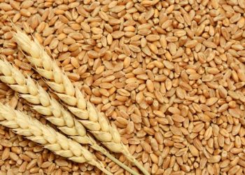 Kazakhstan’s wheat stock records 6.64 million tons