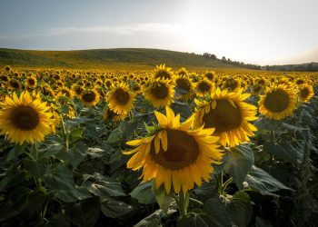 Stocks of sunflower seeds in Kazakhstan rise from last year
