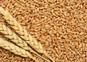 Japan seeks 123.770 tons of wheat from America, Canada and Australia