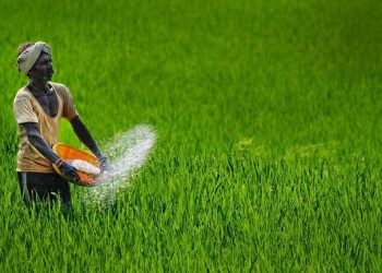 India is considering banning rice exports due to high domestic prices