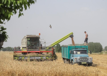Uzbekistan produces more than 8 million tons of grain for the first time