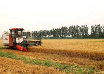 Wheat production in China drops 0.9% due to rain damage