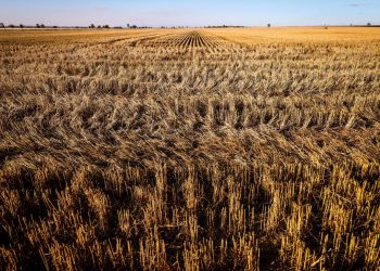 Kazakhstan is expected to produce 14.5 million tons of wheat in 2023