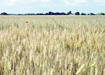 Kazakhstan’s wheat exports record 7.31 million tons in the 2022/2023 season