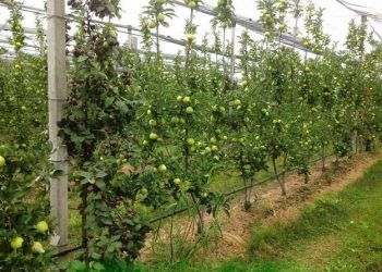 Egypt benefits from Uzbekistan’s agricultural expertise