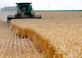 Kazakh wheat stocks double from last year