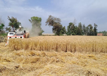 6.5% increase in the area of wheat cultivation in Kazakhstan during 2023