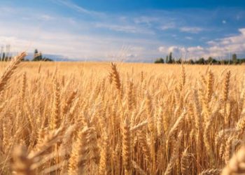 Kazakhstan’s grain exports by rail will increase by 40% in 2023