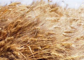 Egyptian-UAE talks to finance wheat purchases from Kazakhstan