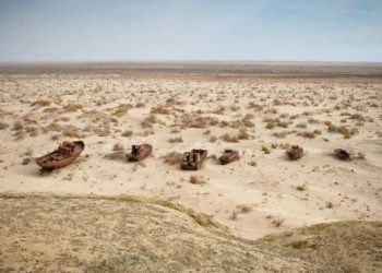 Uzbekistan’s bet: vegetation of the Aral Sea bottom