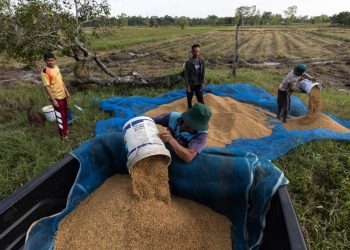 Asian rice prices hit 15-year high