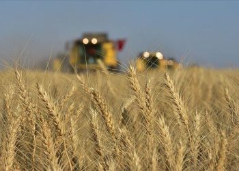 Tajikistan ranks second in wheat imports from Kazakhstan