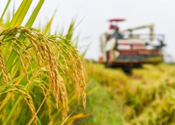 Chinese Government Increases Efforts to Boost Grain Production