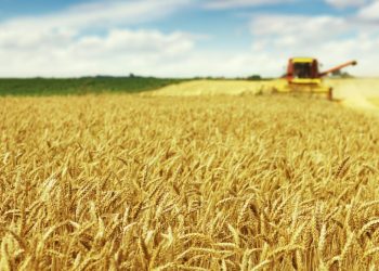 Egypt Announces Purchase of 180 Thousand Tons of Wheat