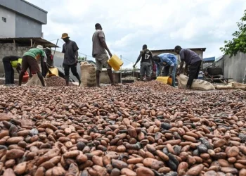 Ninth Record High Cocoa Prices Spark Panic in Chocolate Markets